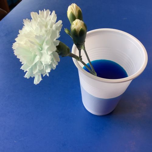 Transportation of Water - Science experiment.